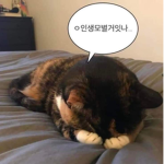 펀드용12