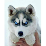le groupe des huskys