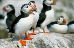 Puffin's Fan Group