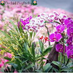 |~Orchid Positivity~|