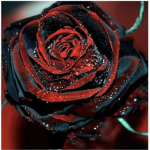 Rose Red Mafia