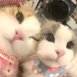 meow meowerz