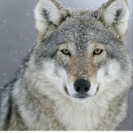 Aesthetic Winter Wolf Pack
