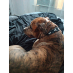 Jerzi