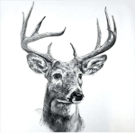 Irish Reindeer