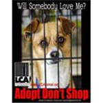 Anti-Animal Abuse Saviors
