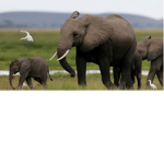 Elephant group!!!