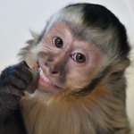 MonkeyyssGroup