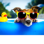 where the best dogs hangout