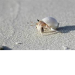 #TheCrabs