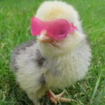 nic0Le's chicks