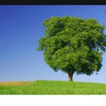 I like tree s