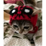 Starspup