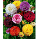 Flower Garden Relaxation