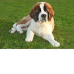 Puppylover1234557786's Group