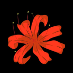 Equinox Flower