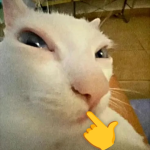 Its friends Kats