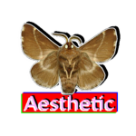 Moth Aesthetic