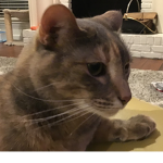 Penny Kitty!