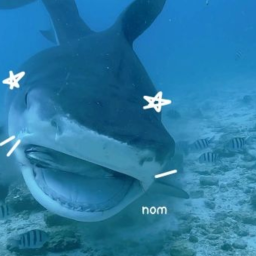 shark :3