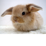 ~Cuddly Creatures Club~ (CCC)