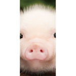 Happy Piggo Friends
