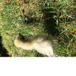 Baby chicks for life