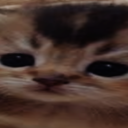 Stare at a cat