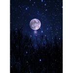 ~MOONLIGHT~651