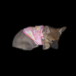 Loona .