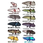 The axolotl group chat and hangout