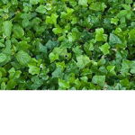 The Ivy Fan Group