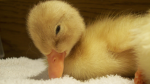 roblox ducks olive