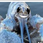 Blue lobster group