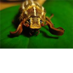 teh bug eetrs