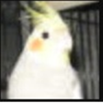 Birder Fan Group