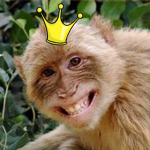 Monkey Madness Offical