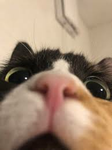 super secret cat club