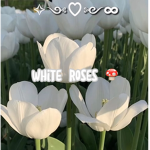 Beautiful fl0wers