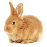Cool Bunny RP