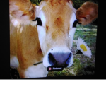 The best cow family