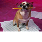 Furby Chihuahuas