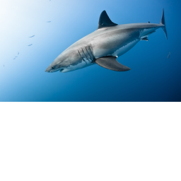 Shark Border!