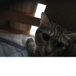 たっくんの仲間の部屋