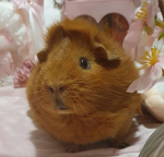 tedwardo edwardo