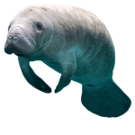 Sea cows United