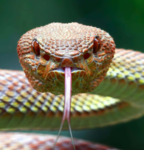 Snaky devolment