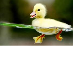 Ezekiel's Duck Gang