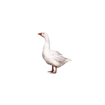 GOOSETHESOCK FAN CLUB