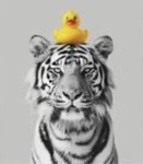 Tigg tiger cat